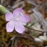 Dianthus godronianus Kukka