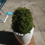 Buxus sempervirensList