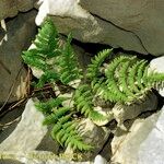 Gymnocarpium robertianum Hábito