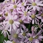 Pericallis cruenta Flower