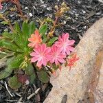 Lewisia longipetala ᱵᱟᱦᱟ