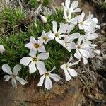 Phlox hoodii Virág