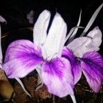Kaempferia rotunda Flor