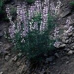 Lupinus meionanthus ᱛᱟᱦᱮᱸ