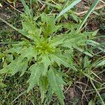 Oxybasis rubra Leaf