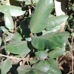 Myrceugenia exsucca 葉