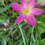 Zephyranthes roseaЦветок