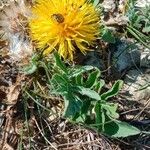 Centaurea acaulis Hoja