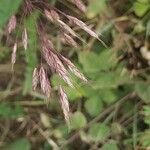 Bromus arvensis Frutto