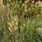 Phragmites mauritianus Habit