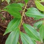 Cocculus laurifolius Leaf