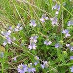 Veronica austriaca Fiore