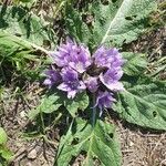 Mandragora officinarumFlower