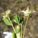 Trifolium depauperatum Hábitos