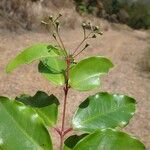 Archirhodomyrtus baladensis Leaf