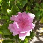 Leuenbergeria quisqueyana Flower