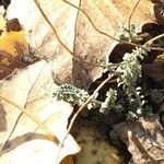 Alyssum serpyllifolium Hoja