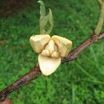 Annona senegalensis Kukka