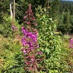 Epilobium angustifoliumBlomst