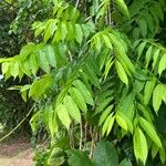 Cedrela odorata Leaf