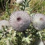 Cirsium eriophorum花