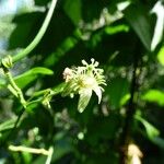 Passiflora suberosa 花