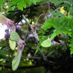 Acer japonicum Fruit