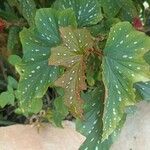 Begonia aconitifolia Blad