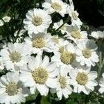 Achillea alpina Virág