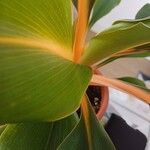 Chlorophytum orchidastrum Leaf