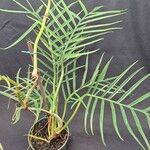 Philodendron tortum Lapas