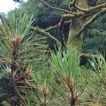 Pinus heldreichii Folha
