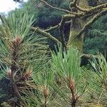 Pinus heldreichii পাতা