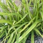 Nothoscordum gracile 葉