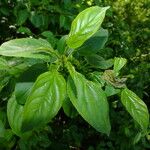 Rhamnus cathartica Feuille