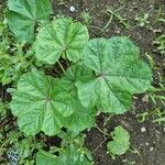 Malva parviflora برگ