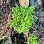 Androsace ciliata Leaf