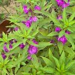 Impatiens balsamina Flower