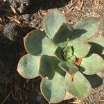 Aeonium calderense Leaf