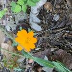 Cosmos sulphureusBloem