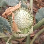 Datura innoxia Gyümölcs