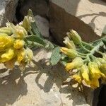Alyssum cuneifolium Flor