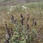 Oxytropis pilosa Hábitos