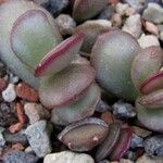 Adromischus subdistichus Hoja