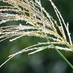 Miscanthus sinensis Mosusu