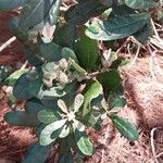 Breonia havilandiana Otro