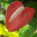 Anthurium andraeanum Blüte