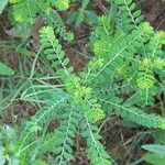 Phyllanthus amarus List