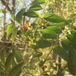 Cassia abbreviata Blad