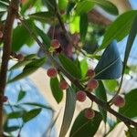 Ficus americana Fruit